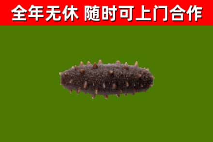 涉县回收海参干